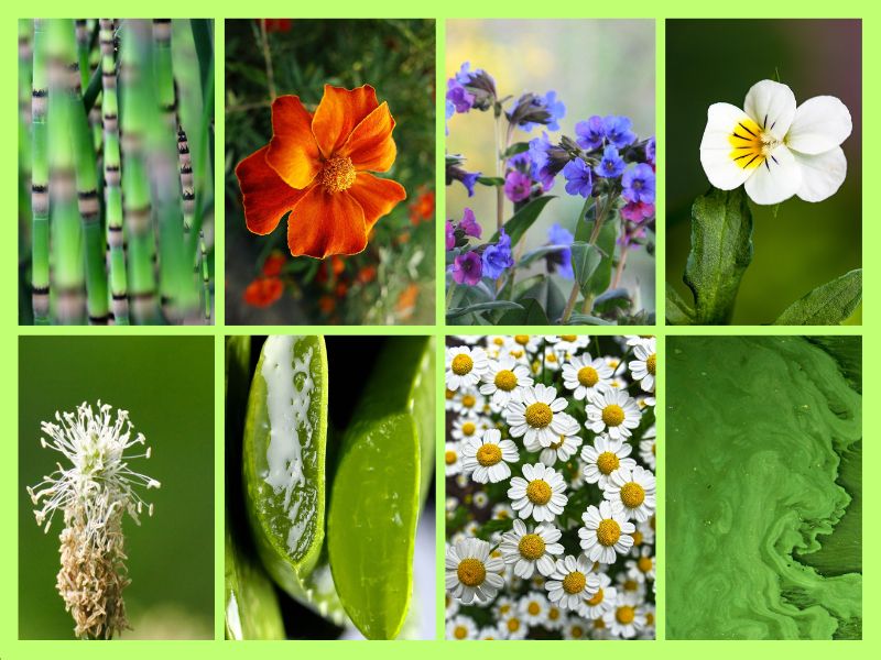 green peel ingredients